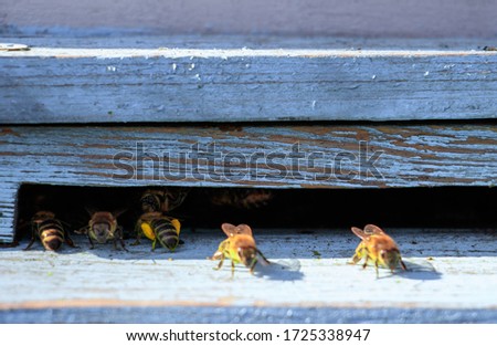 A closeup shot of bees on an old wooden surface