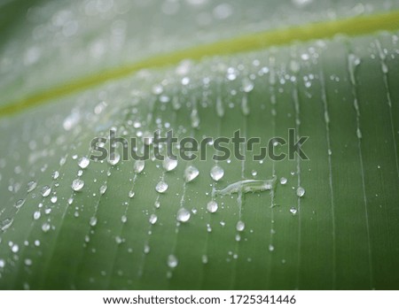 Picture of raindrops falling in groups of banana leaves.