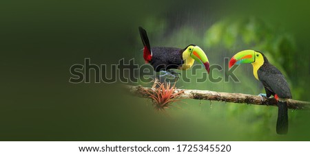 Toucan foraging in the forest