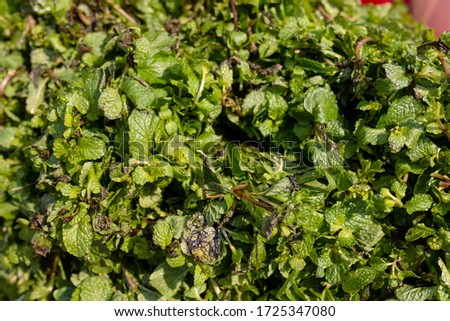 Mint leafs bunch on sale. Mint is very healthy and good for health.