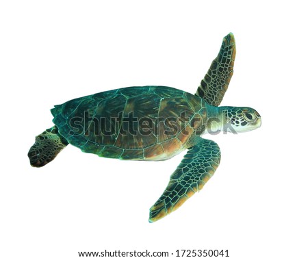 Green Sea Turtle isolated on white background 
