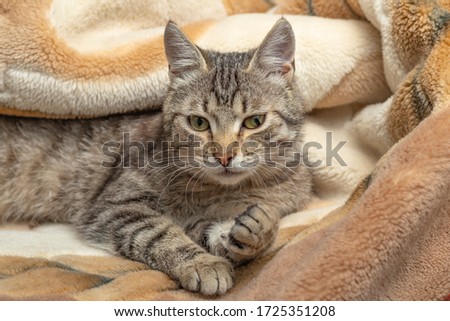 Domestic cat wrapped in a blanket and sleeps. Close-up. Only the face is visible