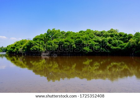 Mangrove habitats in tropical countries