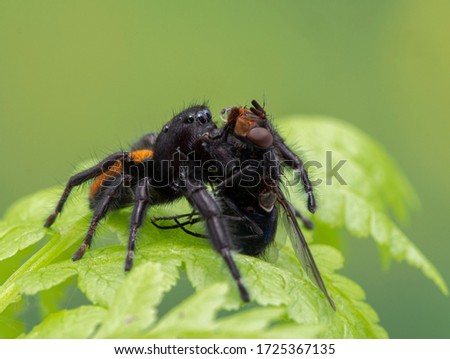 Male Johnson's jumping spider (Phiddipus johnsoni) on a fern frond feeding on a common blowfly (Calliphora vicina). Delta, British Columbia, Canada