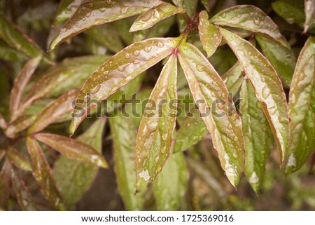 The leaves of a peony with water drops after rain. Close up. Selective focus