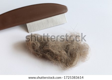 Cat and dog brushes comp with a scrap pet hair. Take care of pets. Causes of allergies. Royalty-Free Stock Photo #1725383614