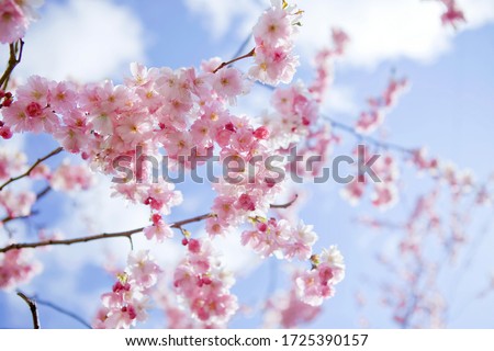 Blooming sakura with pink flowers in spring Royalty-Free Stock Photo #1725390157