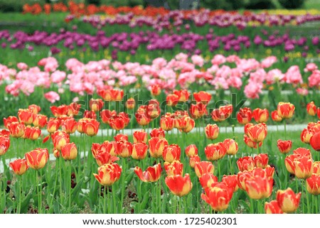 Field with colorful tulips in a park. Floral background and tulips pattern.