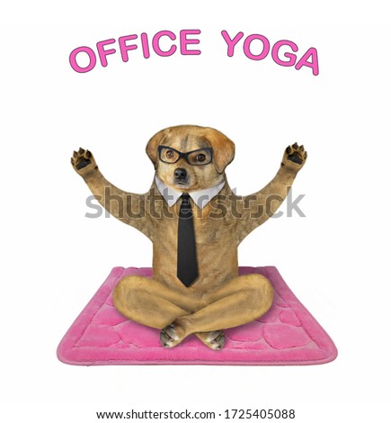 The beige dog in a black tie and glasses is doing lotus exercise on a pink fitness mat. Office  yoga. White background. Isolated.