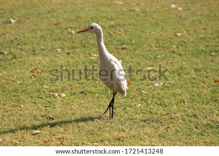 Indian cattle egret on grass