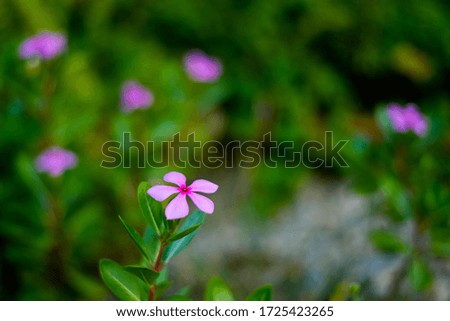 Small pink flower with many flowers in the garden