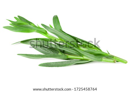 Tarragon leaves isolated on white background. Artemisia dracunculus. Royalty-Free Stock Photo #1725458764