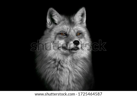 Portrait of a beautiful red fox with thick fur on a contrasting black background in black and white format