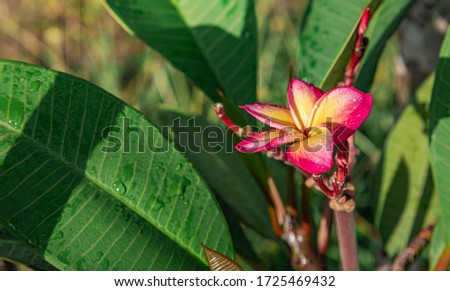 Pink plumeria flowers are blooming, with water droplets, on frangipani flowers, backdrop of a blurred green leaves in the rainy season