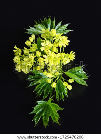 Young maple leaves with yellow flowers in a vase on a black background closeup, top view, vertical photo. Spring romantic picture for screen saver, artwork design and printing