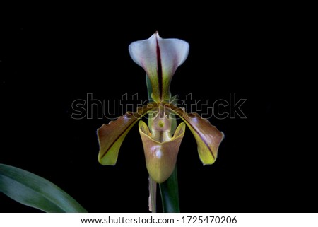Close-up Picture of Species orchid Paphiopedilum villosum