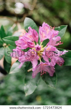 Beautiful luscious pink Rhododendron flower growing in the garden, close up view