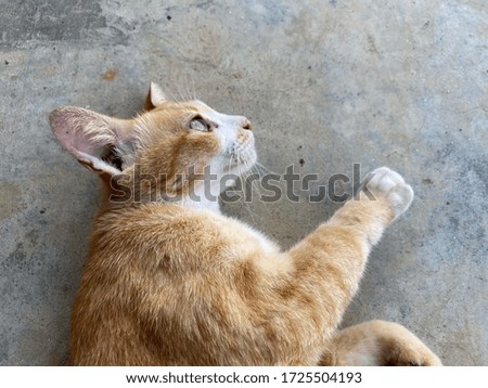 close up orange cat sleep on cement floor, animal wallpaper background
