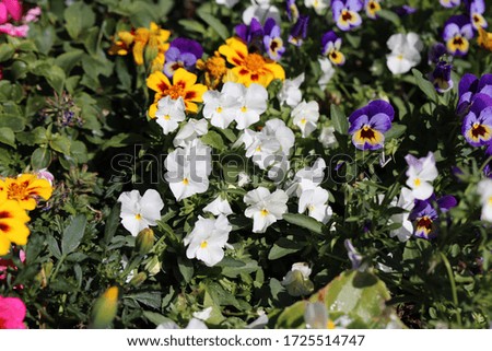 A lot of bright colorful - yellow, purple, white and orange - pansy flowers during a sunny spring day in Finland. Flower garden creates joy, happiness and brings color to life. Closeup photo.