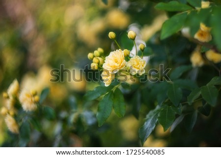 Beautiful yellow Bush rose - Rosa banksiae blooms in the spring in the garden. Rosa banksiae is a species of Rosehip genus in the family Rosaceae.  Yellow rose on a green background wich copy space.