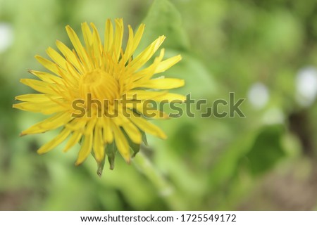 Yellow dandelion in the left corner of the picture on the green defocus background