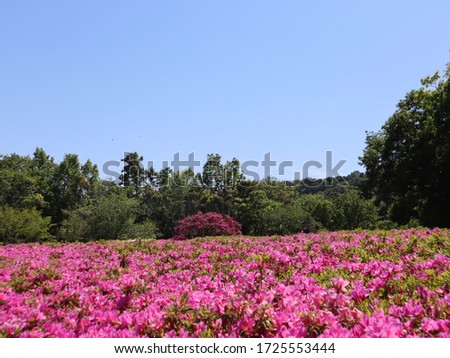 Azaleas in full bloom at Atsugi Azalea Hill Park on May 8, 2020