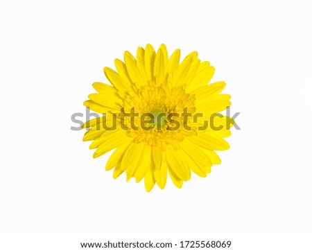 Yellow Gerber Daisy up close in macro mode

