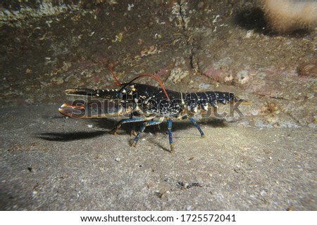 common lobster walks across sandy sea bed Royalty-Free Stock Photo #1725572041