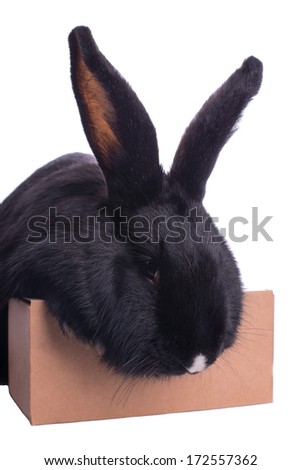 racy dwarf black bunny isolated on white background. studio photo.