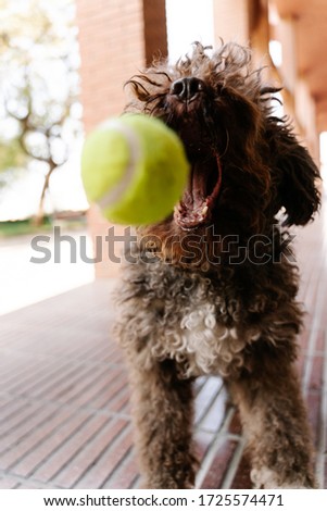 A vertical shot of a cute brown Spanish Water Dog playing a yellow ball near a brick building