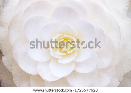 White Camellia flower full bloom macro