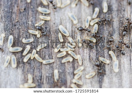 ants drags pupae into anthill