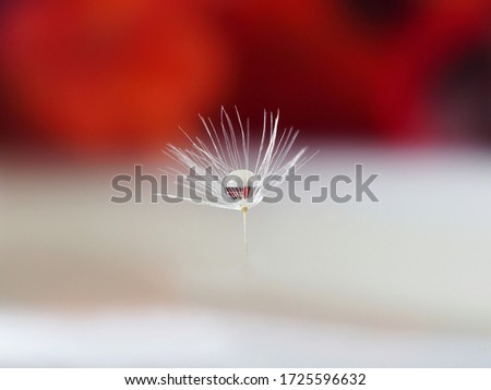                    dandelion seed with water drop close up            