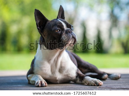 Boston terrier dog on brown terrace  - shallow depth of field Royalty-Free Stock Photo #1725607612