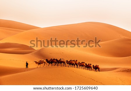 Walking camels in the sunset desert Royalty-Free Stock Photo #1725609640