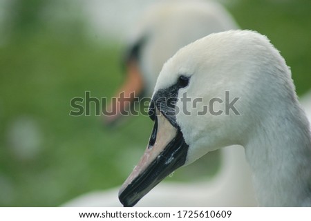 Closeup of swan face side view