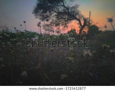 Picture of a Flower Field at Sunset, Background blur, Moody tone, moody photo