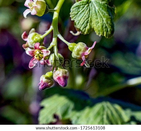 blooming black currant close-up on the background of leaves, the concept of spring time