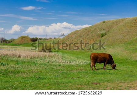 A cow grazes on a field near the hills. In the background a beautiful blue sky with white dots