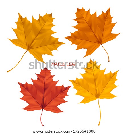 Set of realistic maple leaves isolated on a white background. Autumn maple tree leaf for the design of greeting cards, holiday banners, and posters.