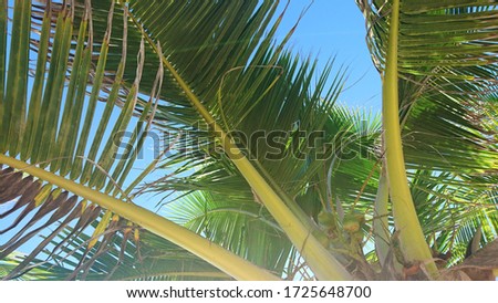 Palm tree leaves in mexico Royalty-Free Stock Photo #1725648700