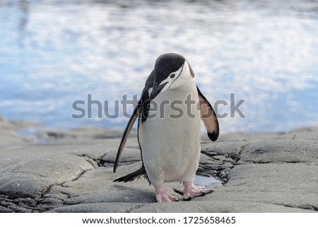 Chinstrap penguin on the rock close up