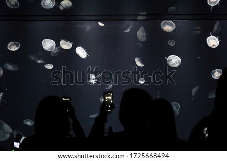 Moon jelly jellyfish in aquarium with white spotlight effect and tourist foreground taking photo