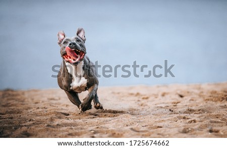 American staffordshire terrier in action. Power of dog. Super fit and strong amstaff. 