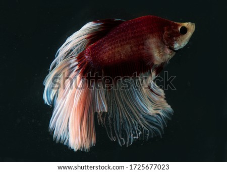 Fighting fish close up dark tone art abstract tail