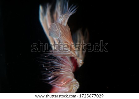 Fighting fish close up dark tone art abstract tail