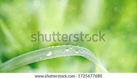 water drops on green grass.Spring morning dew on fresh greenery. Gentle colors. Selective focus, blur and bokeh background.