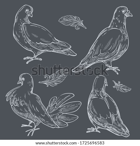 Doves with plumelets, isolated monochrome sketches outline of aves. Wildlife and animal world, pigeons with feathers and wide wings. Walking avian creatures with plumage, vector in flat style