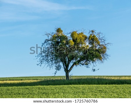 Tree with mistletoe in spring