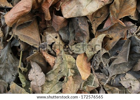 leaves pattern on the texture background 